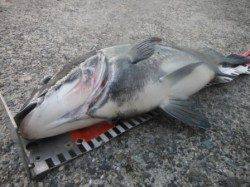 【メタボチヌ確認♪】南芦屋浜