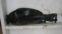 白浜地磯のフカセ釣りでグレ41㎝☆