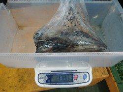 串本和深の地磯、親子でヤエン釣り、アオリGET♪