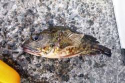 食コン★ハネ釣り＆良型ガシラ