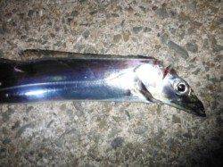 【狙えます！タチウオ♪】南芦屋浜