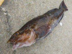 神戸空港ＲＴ、アブラメ２３ｃｍ