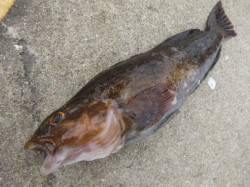 神戸空港ＲＴ、アブラメ２３ｃｍ