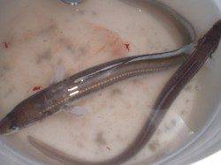 兵突の夕釣り！　投げ釣りでアナゴ