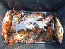 神戸空港ＲＴ、ガシラ　メバル