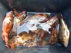 神戸空港ＲＴ、ガシラ　メバル