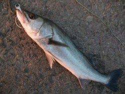 好調の滑り出し♪泉大津RT　１日　夕方