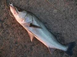 好調の滑り出し♪泉大津RT　１日　夕方