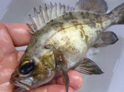 神戸空港ＲＴ、メバルとタケノコ来てます