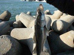 【良型ハネ】むこがわRT