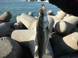 【良型ハネ】むこがわＲＴ 