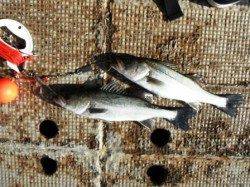 泉大津リアルタイム　3日おひる