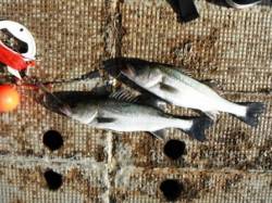 泉大津リアルタイム　3日おひる