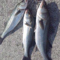 【意外!?に釣れてる♪♪】芦屋浜のエビ撒き