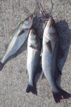 【意外!?に釣れてる♪♪】芦屋浜のエビ撒き