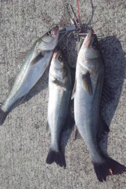 【意外!?に釣れてる♪♪】芦屋浜のエビ撒き…