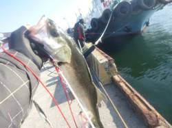 北公園ＲＴ、エビ撒き釣りでハネ！