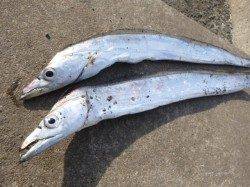 兵突ＲＴ　ウグイで【タチウオ】だ！