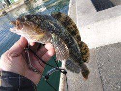 兵突でポン出ました!