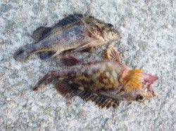 朝の空港と北公園のガシラRT!