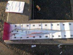 朝の兵突RT!１ｍ５cmのドラゴンだ！