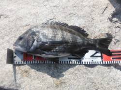 【オキアミフカセで良型チヌ♪】南芦屋浜