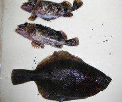 武庫一でカレイ！？