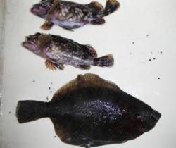 武庫一でカレイ！？