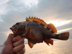 【BIGガシラ】南芦屋浜リアルタイム