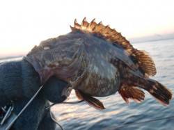 【良型ガシラ】南芦屋浜リアルタイム