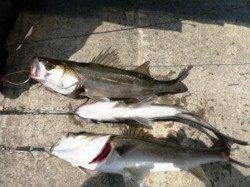 ☆貝塚港・人工島リアルタイム☆