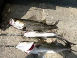 ☆貝塚港・人工島リアルタイム☆ 