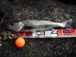 【今日もハネ釣れてます♪】南芦屋浜