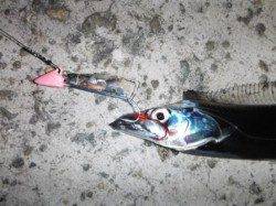 【今日もタチウオ♪】南芦屋浜