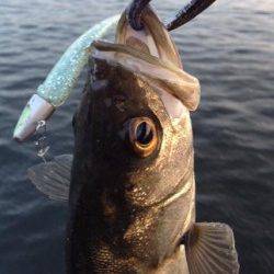 神戸沖堤防でデイゲーム　シーバスの釣果上向き↑