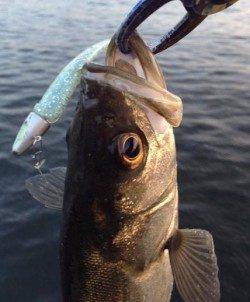 神戸沖堤防でデイゲーム　シーバスの釣果上向き↑