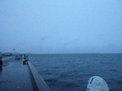 朝の兵庫突堤RT! ちょい投げでハゼ