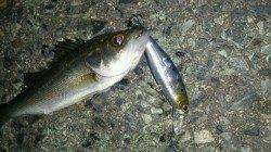 チーバス好調！神戸港！