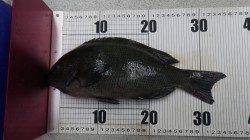 すさみの波止、紀州釣りでグレ