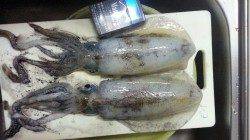 串本東部でエギング、アオリ3杯GET！