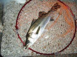 【良型ハネ】南芦屋浜リアルタイム