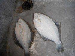 ハネ爆釣してます♪泉大津RT(12日・朝)