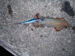 串本港内でケンサキGET！