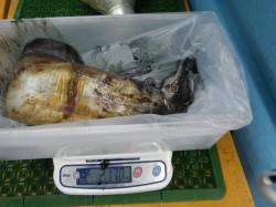 すさみ周辺の地磯エギングで2キロＵＰ！！