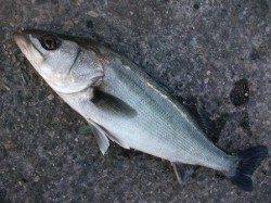 朝バネ好調♪泉大津リアルタイム 16日 朝