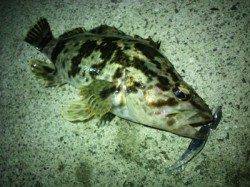 ガシラ、タケノコメバルが高活性！