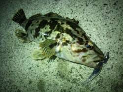 ガシラ、タケノコメバルが高活性！