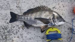 予想的中!!「芦屋のメタボチヌ」情報 