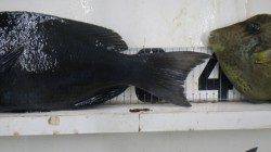 江須崎のフカセ釣りでグレ・カワハギ