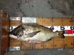 【今日もでました年無しチヌ】南芦屋浜